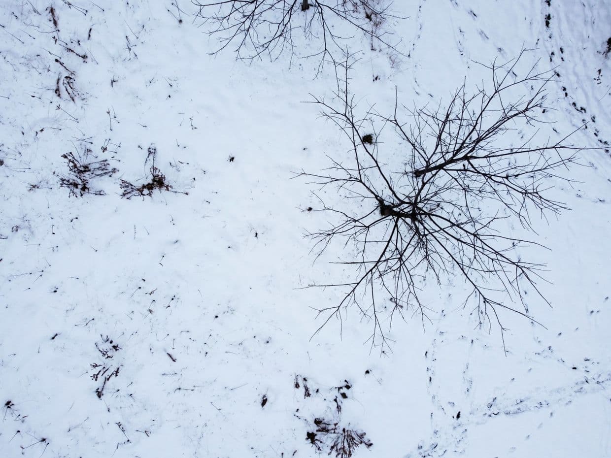 Сніжно. Фото: Freepik