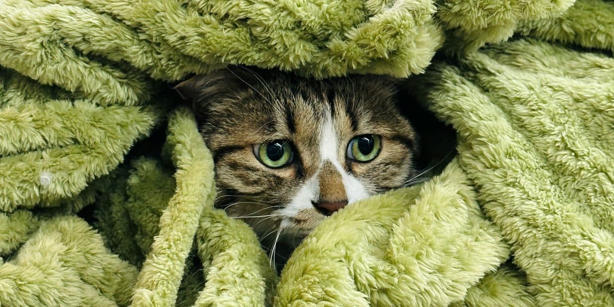 <em>Кіт у ковдрі. Фото: Unsplash</em>