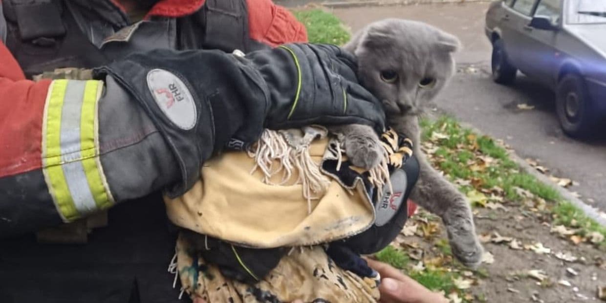 <em>Врятований у Дружківці котик, 12 листопада 2025 року. Фото: ДСНС Донеччини</em>