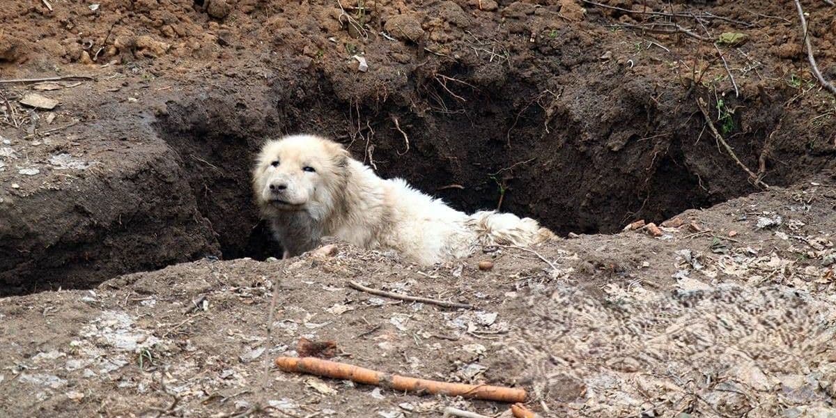 Врятований алабай Яша. Фото: НПУ
