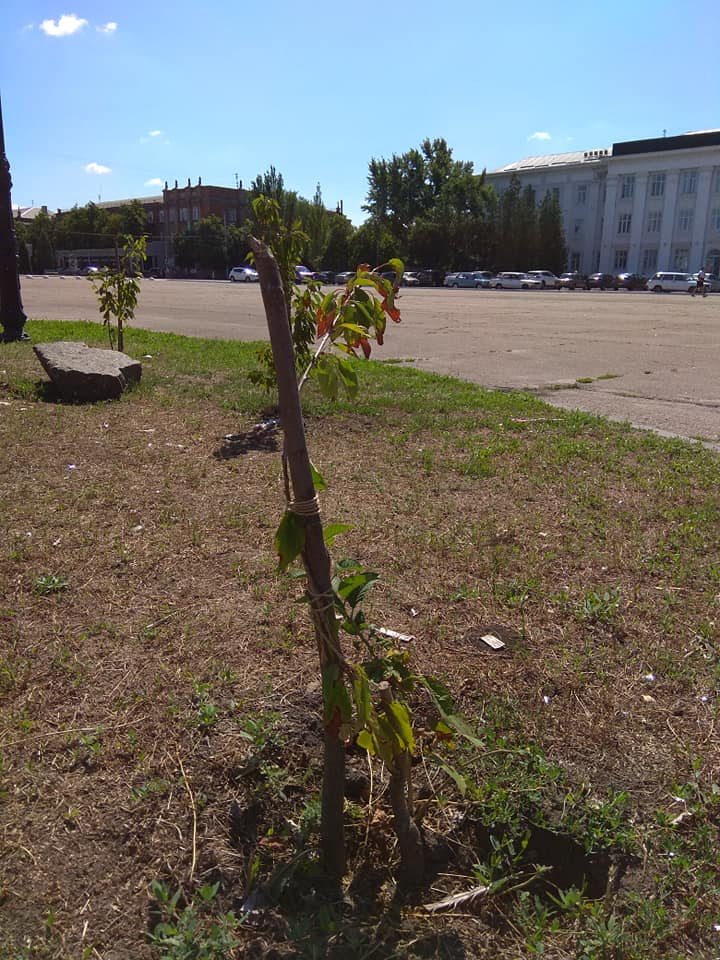 В Северодонецке засыхают сакуры, подаренные городу японцами (фото)