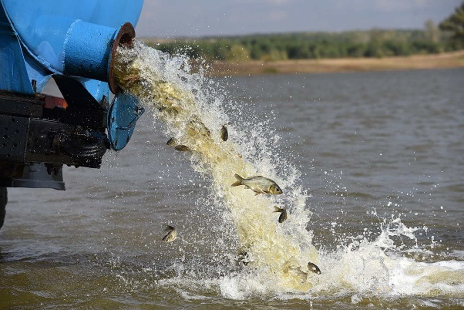 На Донетчине в водоемы выпустили почти 5 тонн рыбы