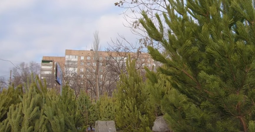 Жители "ДНР" недовольны ценами на елочном рынке