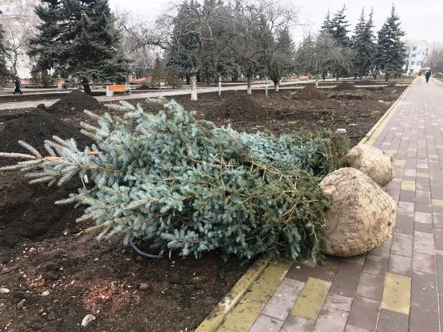 В Краматорском сквере высаживают голубые ели