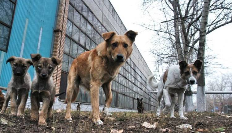 В Северодонецке началась кампания по стерилизации и прививанию бездомных собак: как планируют реализовывать