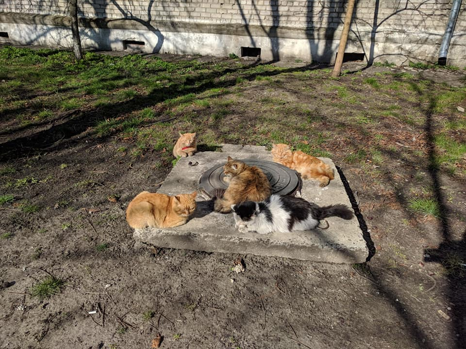 В Славянске предлагают признать уличных котов частью экосистемы города