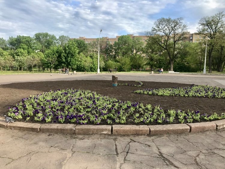 Фотофакт: в Краматорске в Старом городе высаживают петунии