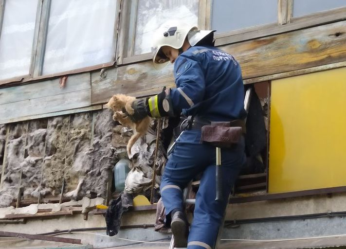 В Лисичанске спасли котенка, застрявшего на двое суток в балконной решетке
