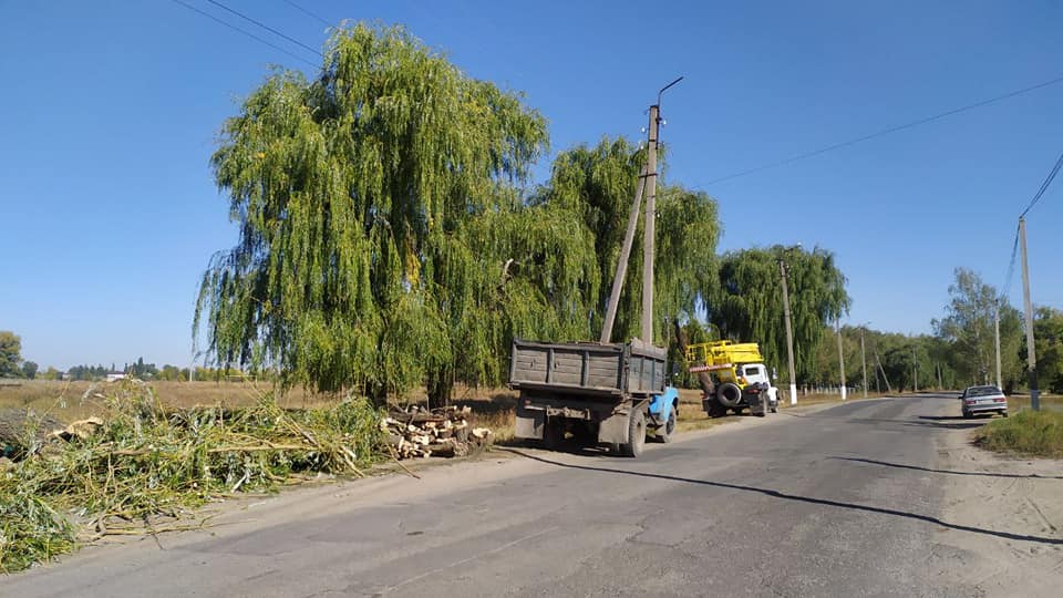 У Старобільську спиляли аварійні дерева: фото