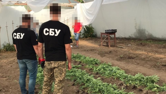 СБУ разоблачила на Луганщине наркобизнес на миллионы гривень