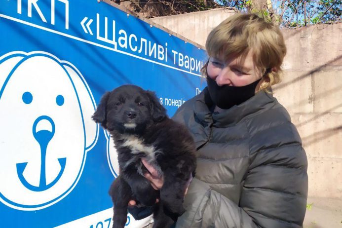 В Мариуполе построят пункт стерилизации для бездомных животных за 1,8 млн