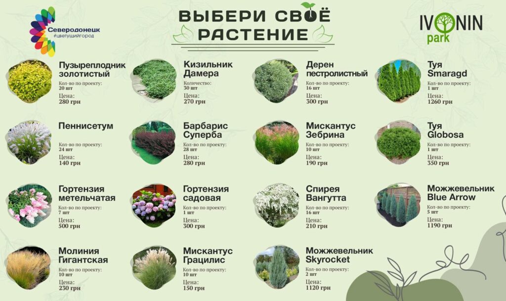 Сквер за один день, Северодонецк, Сєвєродонецьк