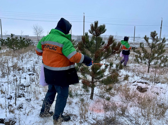 В Краматорске злоумышленники вырубили молодые сосны в Кутовой балке