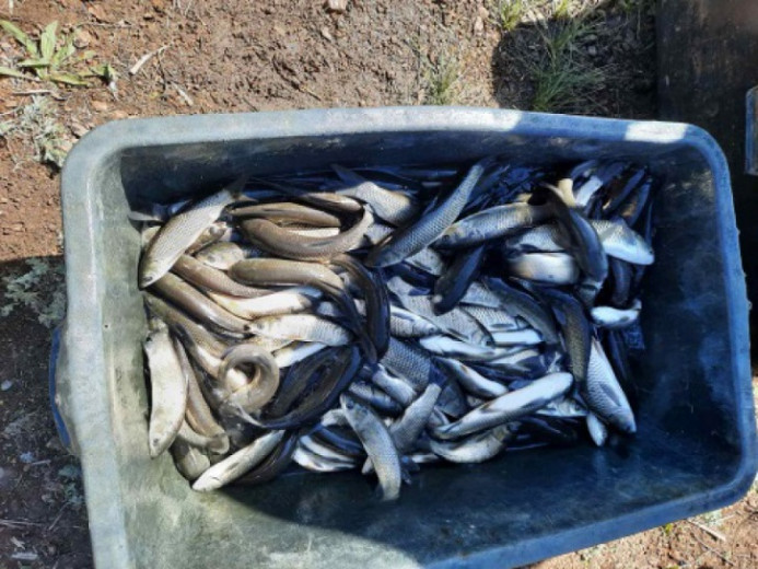 В Мариупольское водохранилище выпустили порядка 700 килограммов белого амура