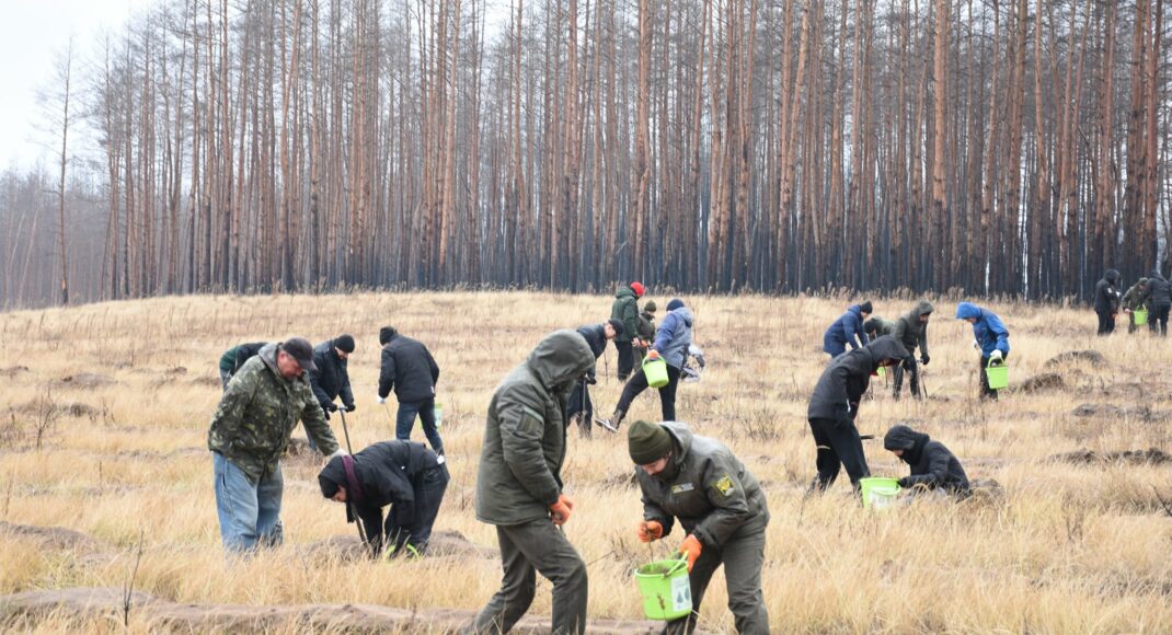 В Луганской области около 20 млн деревьев планируют высадить в 2022 году