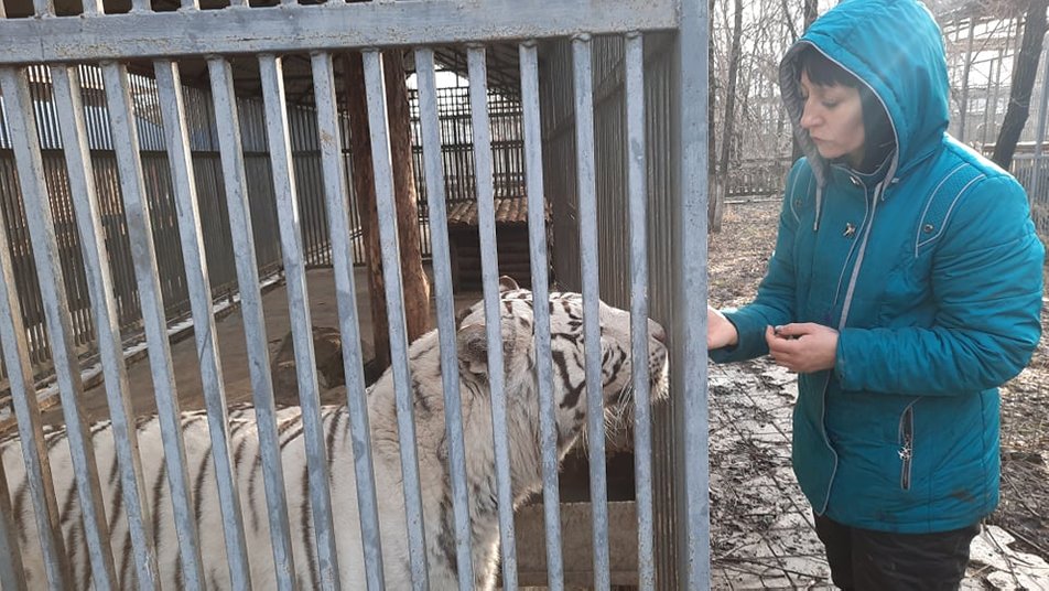 В Мариупольском зоопарке родится тигренок у бенгальских тигров