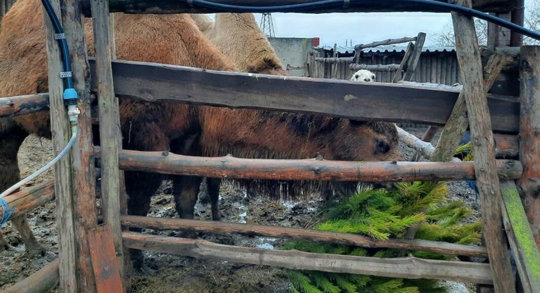В Мариуполе непроданные новогодние елки отдадут в зоопарк на корм верблюдам и ламам