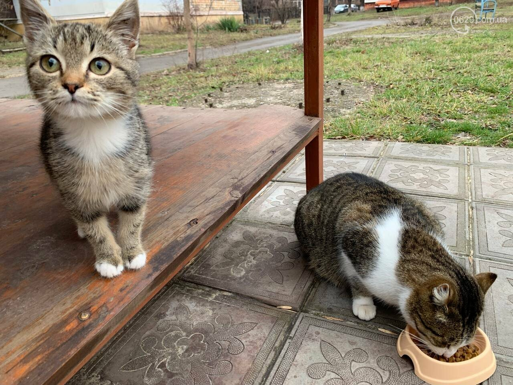 кот дом