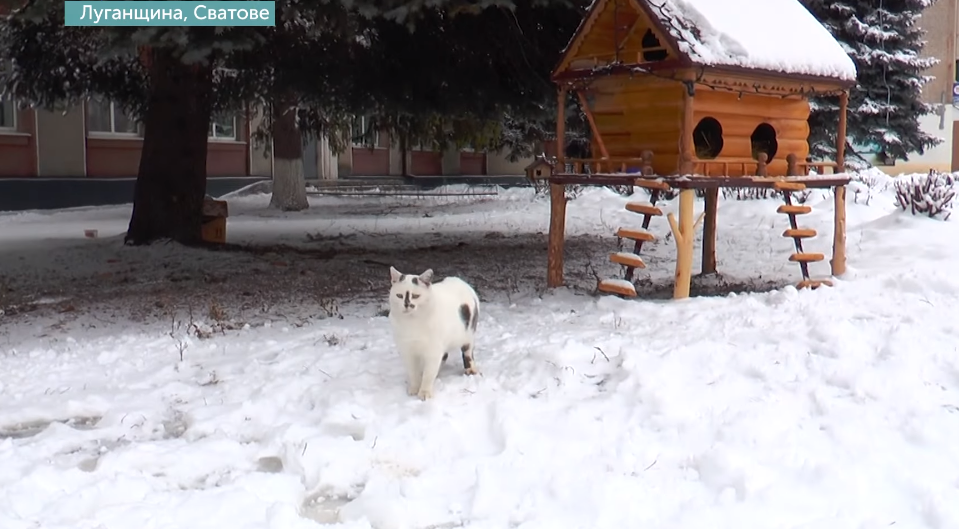 кот дом