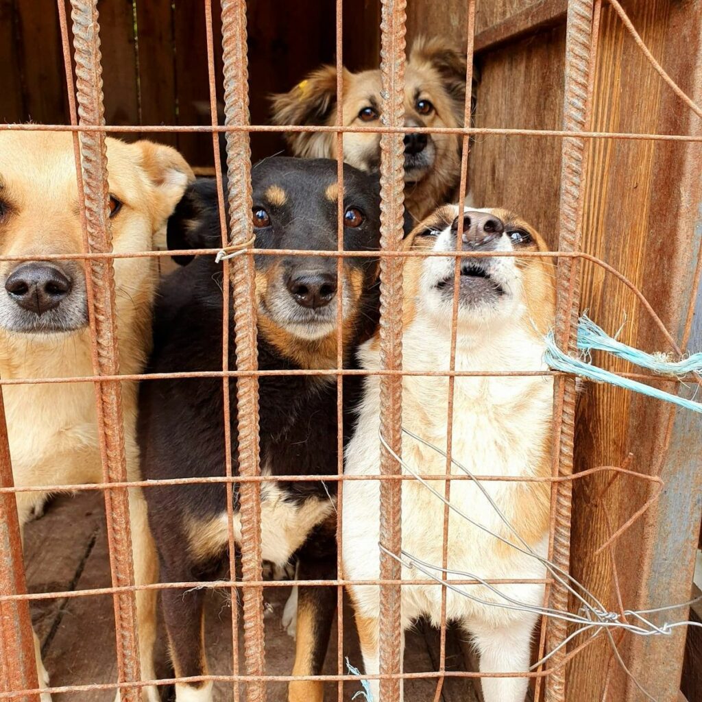 Слов'янськ собаки бездомні тварини _10