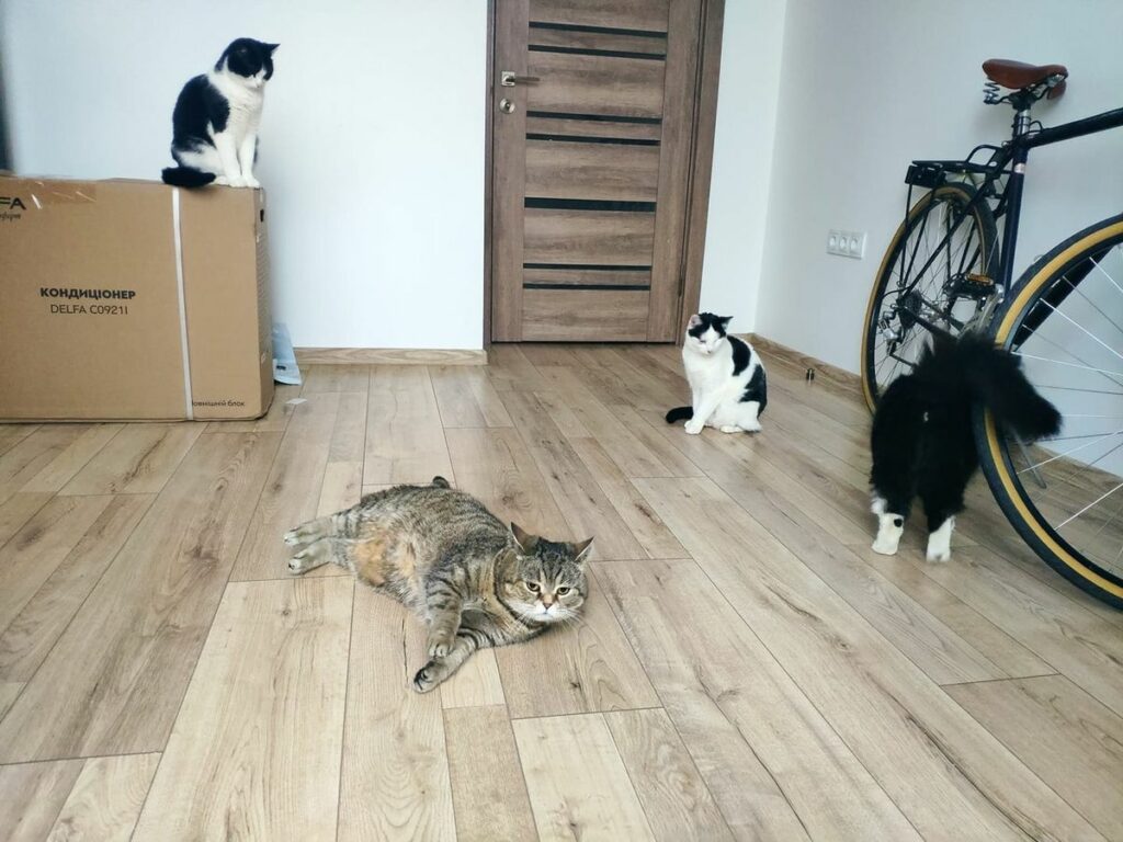 котики