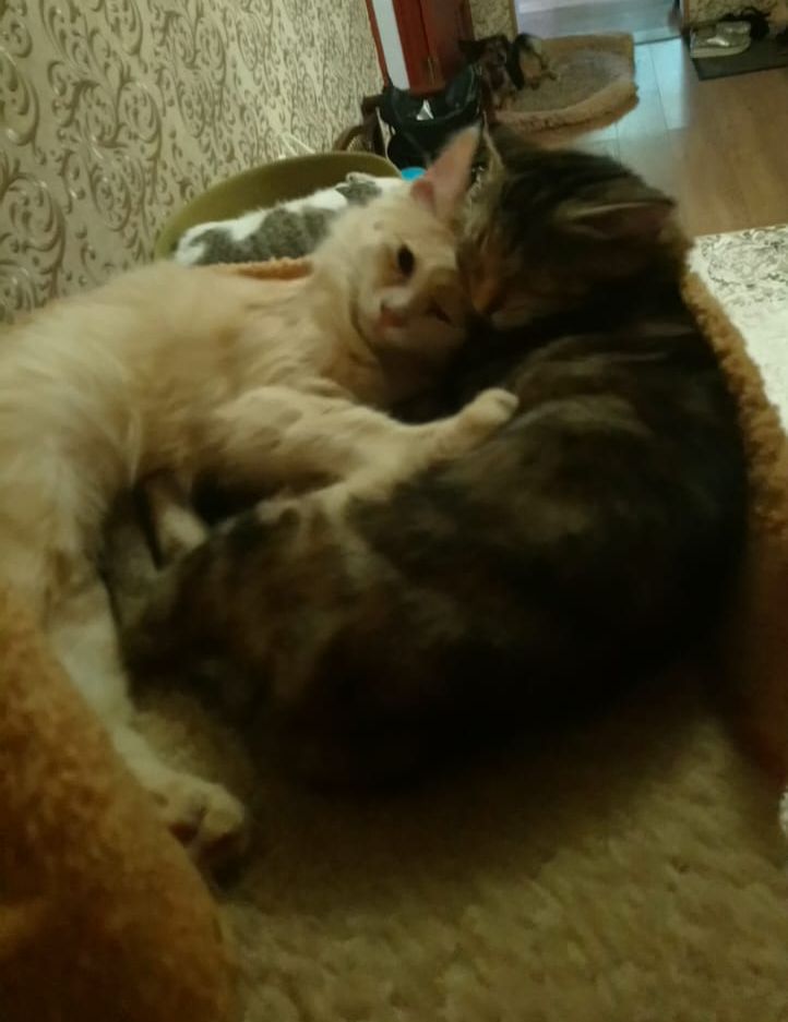 котики