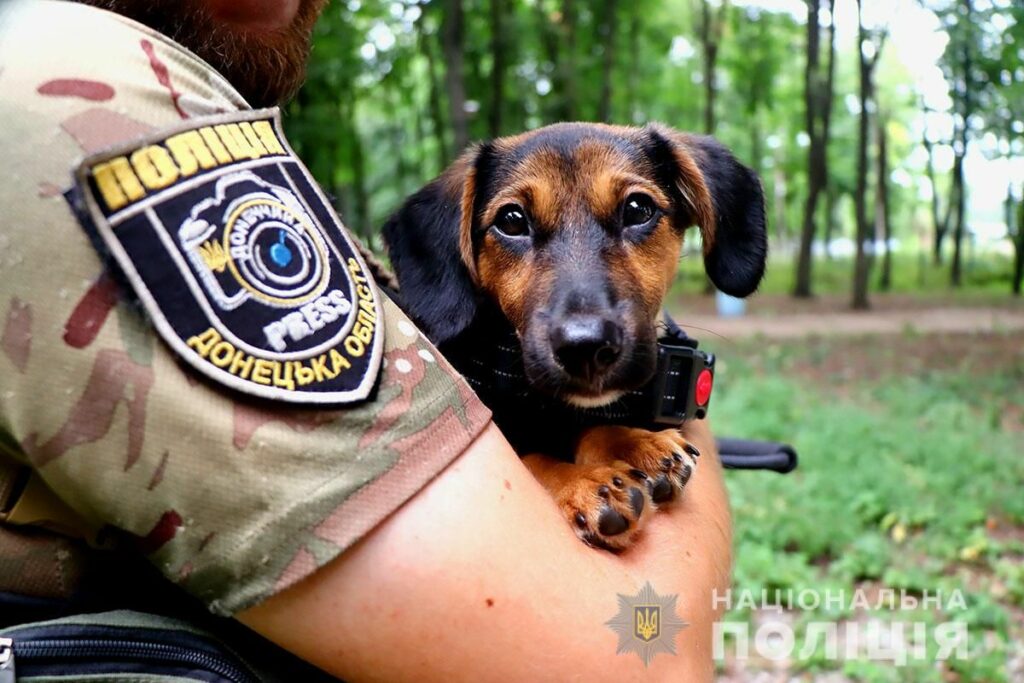 врятований пес на Донеччині