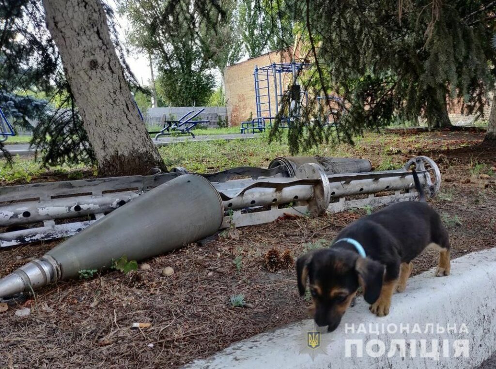 врятований пес на Донеччині