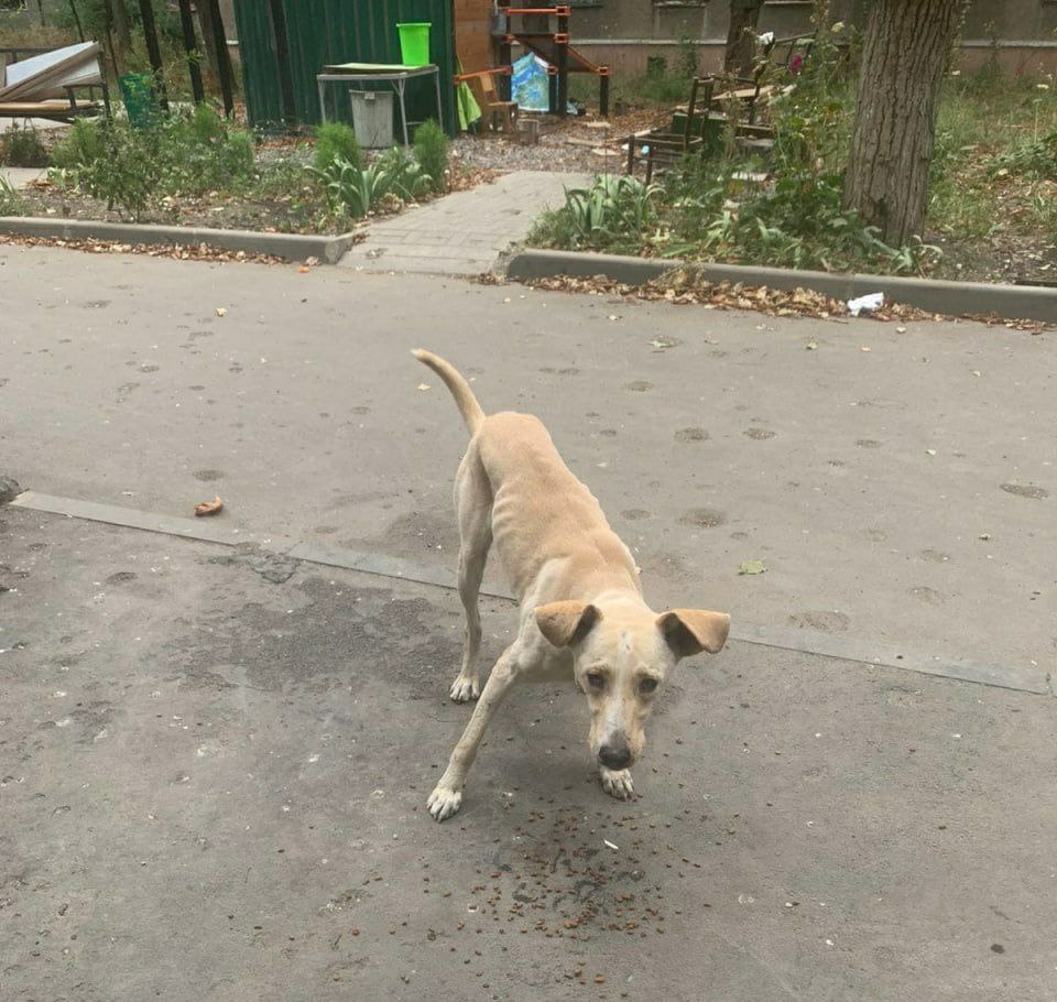 собака мариуполь