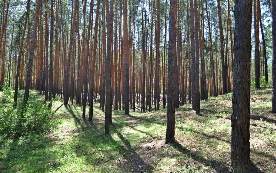 Через пожежі під час окупації на Лиманщині пошкоджено близько 6 тисяч га лісництва