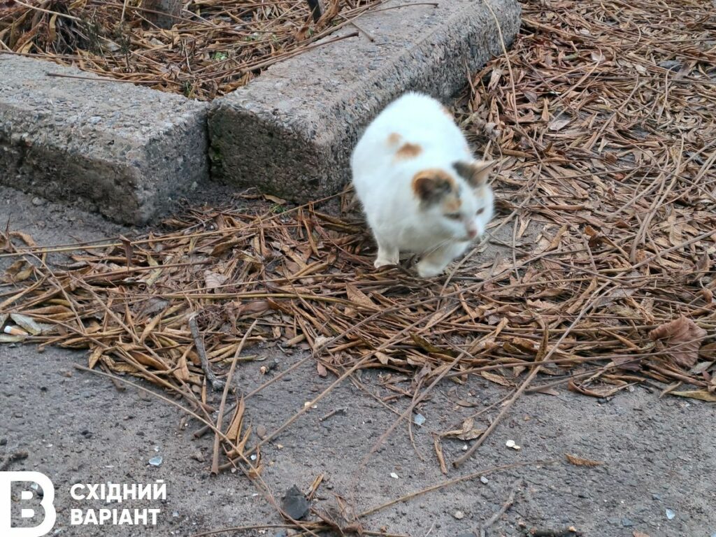 Лиман січень 2023