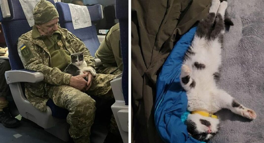 История кота из поезда Краматорск-Киев
