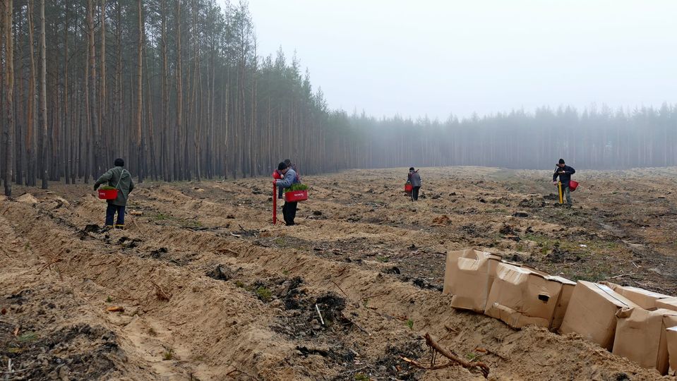 Лиман, відновлення лісу