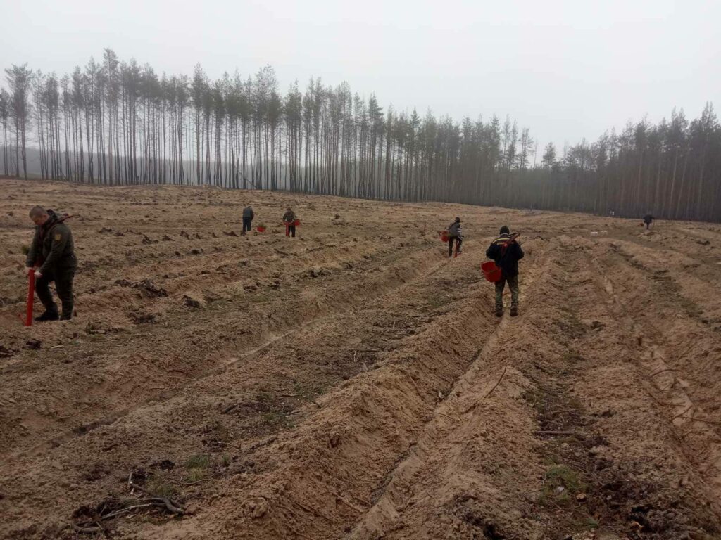 Лиман, відновлення лісу