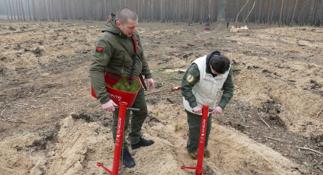 На деокупованій Лиманщині на місці знищеного лісу висадили понад 9 тис. сосен