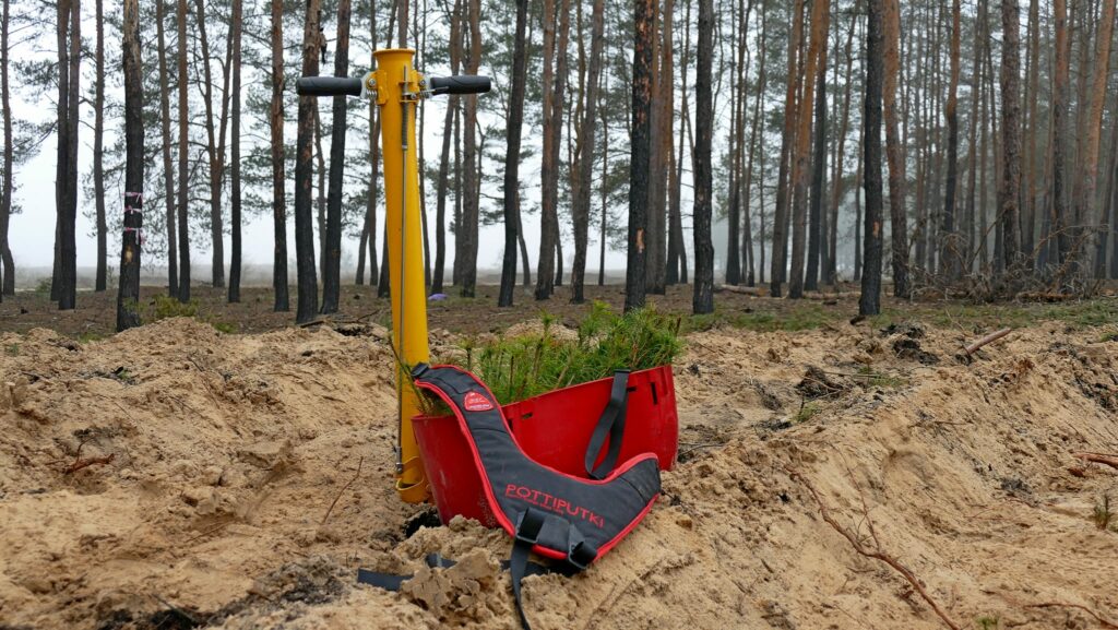 Лиман, відновлення лісу