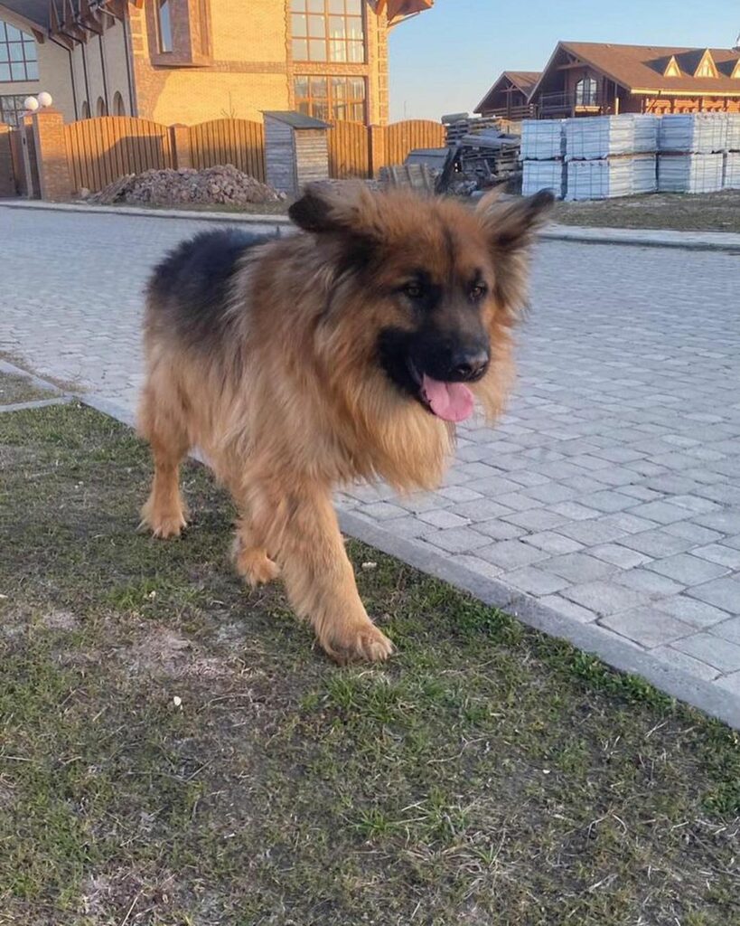 пес Лиман