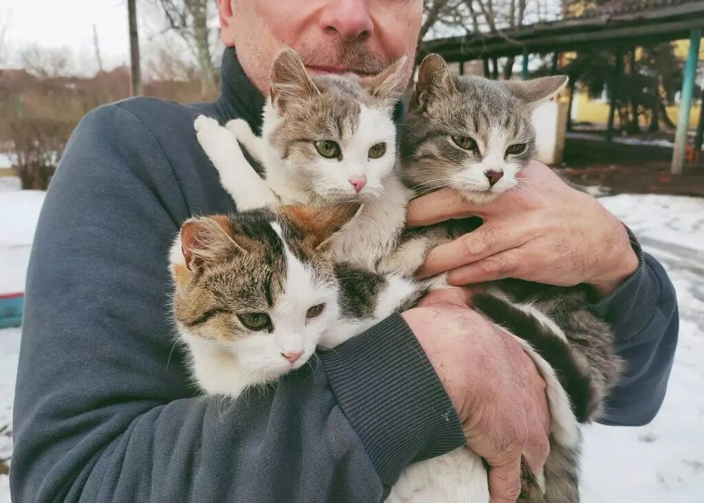 котики