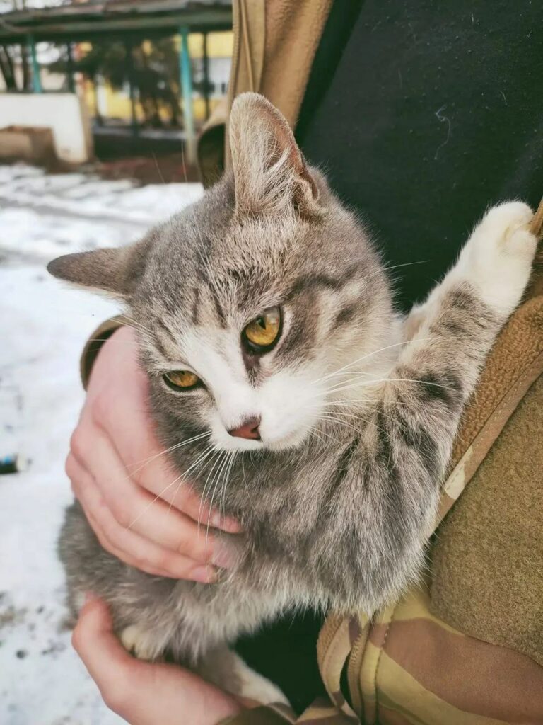 котики