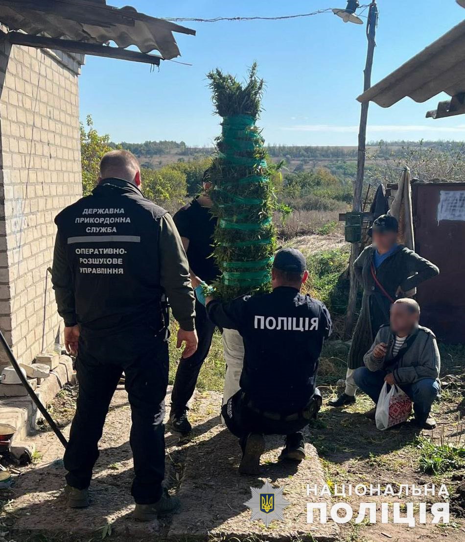 Поліція Лимана викрила місцевого мешканця у вирощуванні та зберіганні канабісу