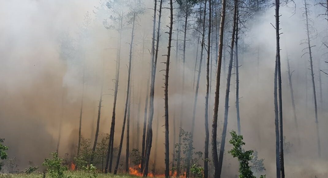 У Лиманських лісах протягом року зафіксовано 24 випадки пожеж