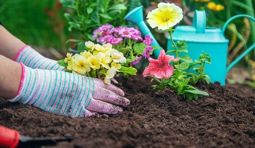 У Краматорську комунальники самостійно вирощуватимуть посадковий матеріал для міських клумб