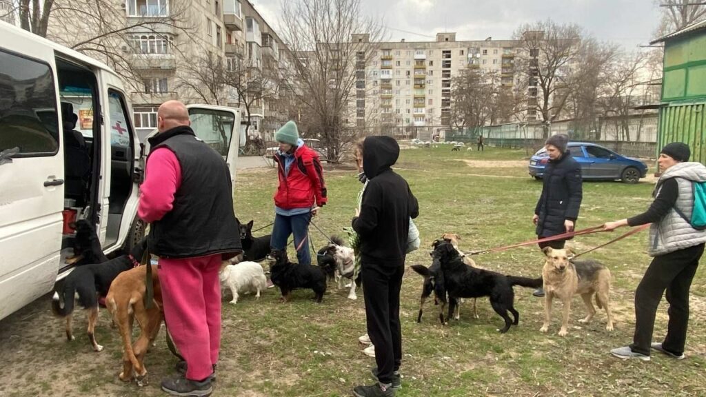 паверліфтери з Сєвєродонецька притулок для тварин