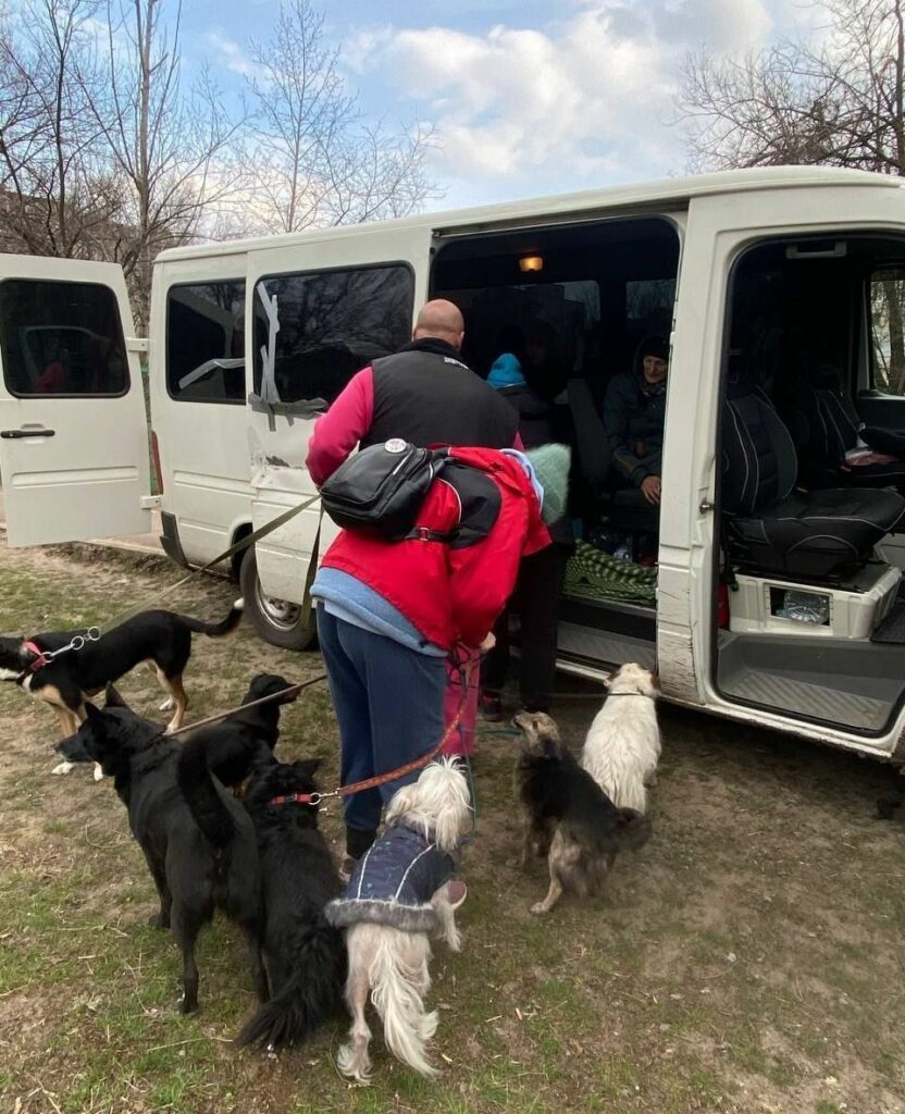 паверліфтери з Сєвєродонецька притулок для тварин