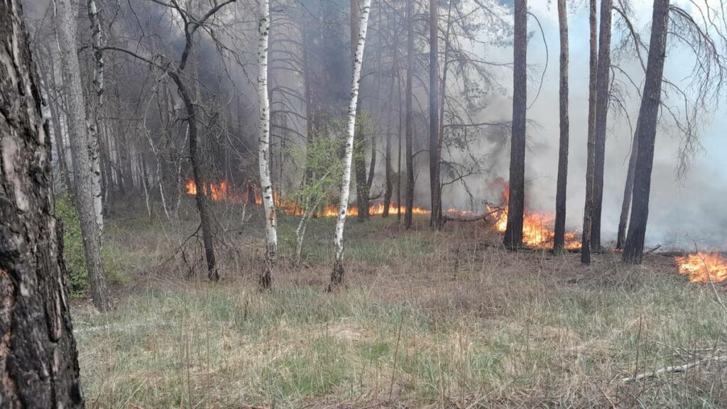 Щоденно окупанти завдають значної кількості ударів по лісовому фонду Донеччини, є наслідки