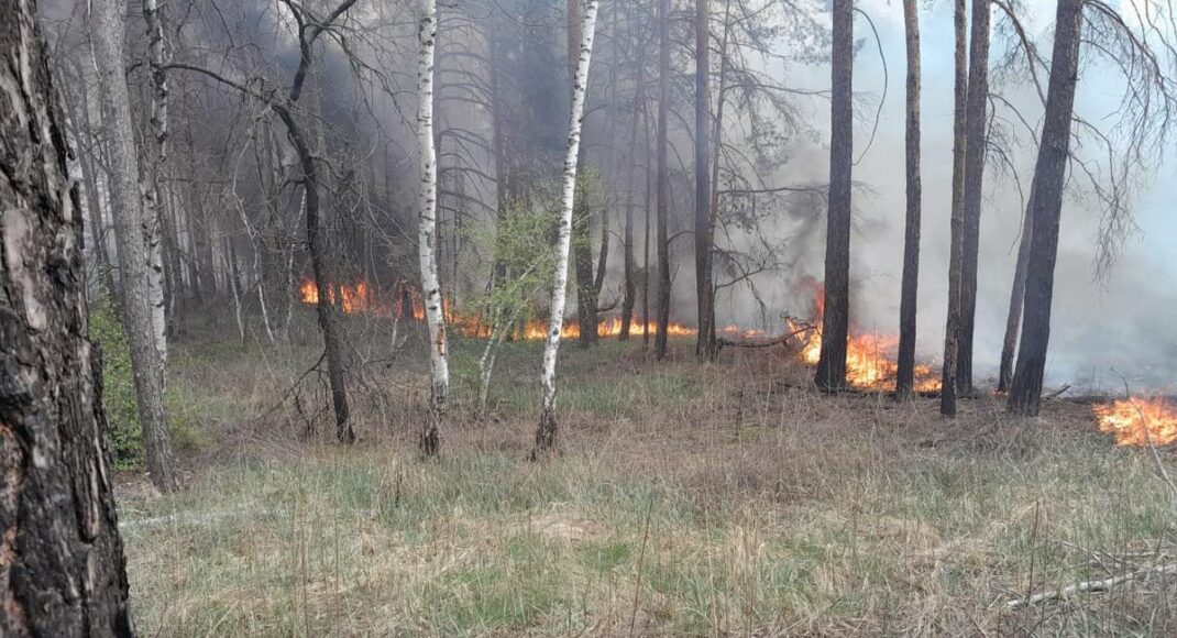 Ежедневно оккупанты наносят значительное количество ударов по лесному фонду Донетчины, есть последствия