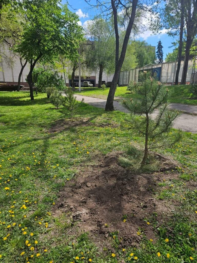У День довкілля луганчани висадили п’ять кримських сосен на Алеї захисників Луганщини у Дніпрі (фото)
