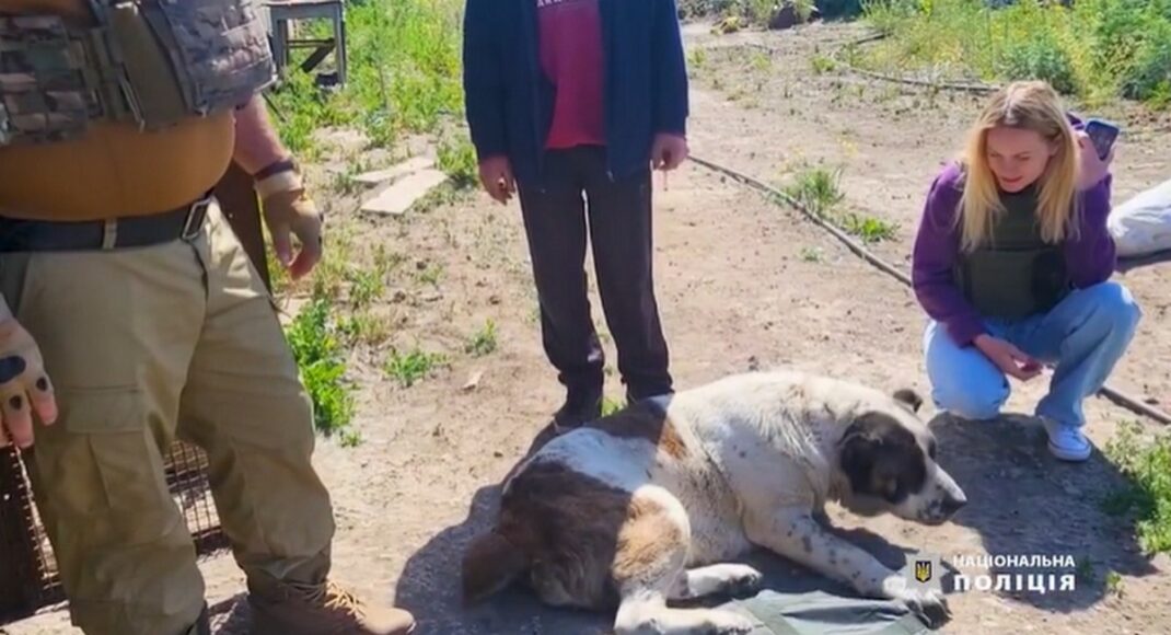 "Білі янголи" вивезли з Покровського району чотирьох собак (відео)