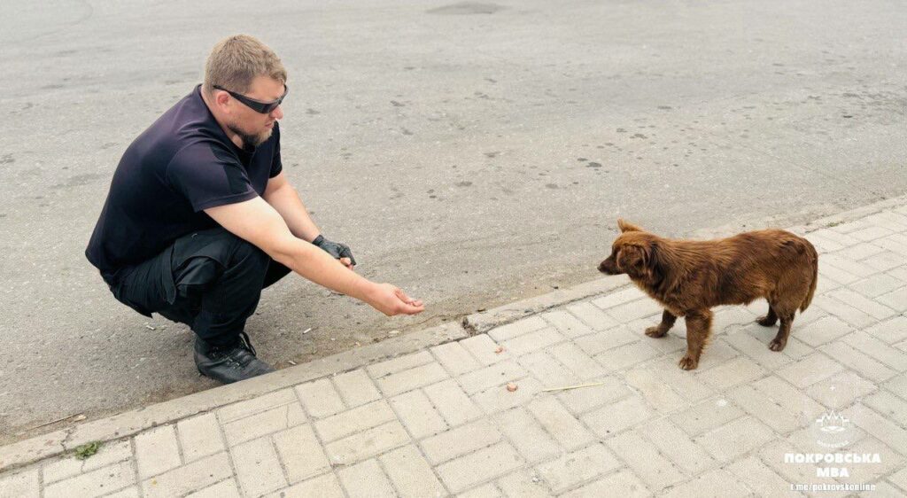 У Покровську знову працює "ЗооКонтроль"