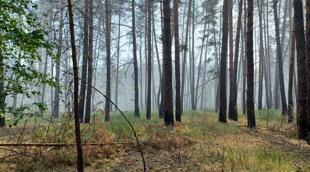 В Лиманских лесах из-за пожаров выгорело 29 га подстилки